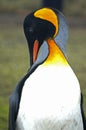 King Penguin in South Georgia