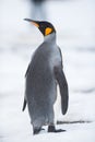 King penguin, South Georgia, Antarctica Royalty Free Stock Photo