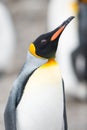 King penguin, South Georgia, Antarctica Royalty Free Stock Photo