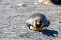 King Penguin on South Georgia Island (Aptenodytes patagonicus) Royalty Free Stock Photo