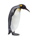King penguin standing, isolated Royalty Free Stock Photo