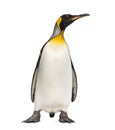 King penguin standing, isolated