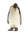 King penguin standing in front of a white background Royalty Free Stock Photo