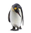 King penguin standing, isolated Royalty Free Stock Photo