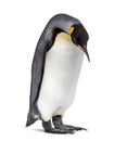 King penguin standing, isolated