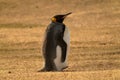 There is a lonely king penguin on the grassland. Royalty Free Stock Photo