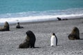 King penguin between fur seals on grey stony beach in South Georgia Royalty Free Stock Photo