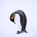 King Penguin takes a bow, South Georgia Island