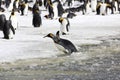 A king Penguin tries to get ashore from the slush on Salisbury Plain on South Georgia Royalty Free Stock Photo