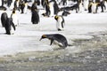 A king Penguin tries to get ashore from the slush on Salisbury Plain on South Georgia Royalty Free Stock Photo