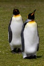 King Penguin