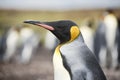 King Penguin at Volunteer Point