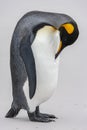 King Penguin - Volunteer Point - Falkland Islands Royalty Free Stock Photo