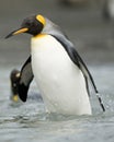 King Penguin Wading in the Shallows Royalty Free Stock Photo