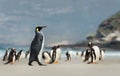 King penguin walking on a sandy beach near a group of Gentoo penguins