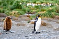 King penguin - Aptendytes patagonica - walking straight ahead followed by funny brown bowed chick, South Georgia