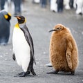 King penguin - Aptendytes patagonica - walking straight ahead followed by funny brown bowed chick, South Georgia