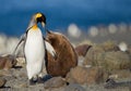 King penguin with young one Royalty Free Stock Photo