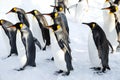 King penguins Royalty Free Stock Photo
