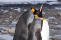 King penguins Royalty Free Stock Photo