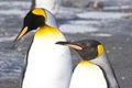 Two King penguins