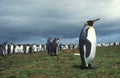 King penguins