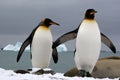 King penguins