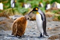 King penguins - Aptendytes patagonica - mother and cute fluffy penguin chick begging for food, Gold Harbour, South Georgia