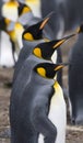 King penguins (Aptenodytes patagonicus)