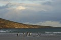 King Penguins on Saunders Island in the Falkland Islands Royalty Free Stock Photo