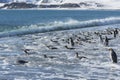 King penguins, South Georgia Island, Antarctic Royalty Free Stock Photo