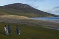 King Penguins on Saunders Island in the Falkland Islands Royalty Free Stock Photo