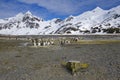 King penguins, South Georgia Island, Antarctic Royalty Free Stock Photo