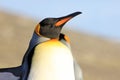 King penguins, aptenodytes patagonicus, Saunders, Falkland Islands Royalty Free Stock Photo