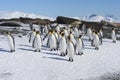 King penguins, South Georgia Island, Antarctic Royalty Free Stock Photo