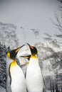 King penguins from Asahiyama zoo, Hokkaido, superimposed or double exposures with a scene from Niseko, Japan.