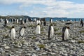 King penguins at the beach of South Geogia Royalty Free Stock Photo