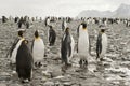 King penguins at the beach of South Geogia Royalty Free Stock Photo