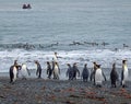 King penguins on beach with zodiac Royalty Free Stock Photo