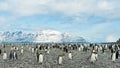 King penguins in beautiful landscape with snow covered mountains, South Georgia Royalty Free Stock Photo
