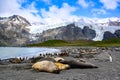 Giant elephant seals and colony of king penguins - Aptendytes patagonica - with glacier and mountains in back, South Georgia Royalty Free Stock Photo