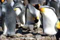 King penguins breeding colony in Fortuna Bay, South Georgia Island Royalty Free Stock Photo