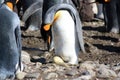 King penguins breeding colony in Fortuna Bay, South Georgia Island Royalty Free Stock Photo