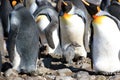 King penguins breeding colony in Fortuna Bay, South Georgia Island Royalty Free Stock Photo