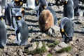 King penguins breeding colony in Fortuna Bay, South Georgia Island Royalty Free Stock Photo