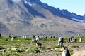 King penguins breeding colony in Fortuna Bay, South Georgia Island Royalty Free Stock Photo