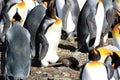 King penguins breeding colony in Fortuna Bay, South Georgia Island Royalty Free Stock Photo