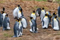 King penguins breeding on eggs at Volunteer Beach, Falklands, UK