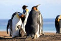 King penguins with chick, aptenodytes patagonicus, Saunders, Falkland Islands Royalty Free Stock Photo