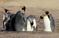 King penguins with chick, aptenodytes patagonicus, Saunders, Falkland Islands Royalty Free Stock Photo